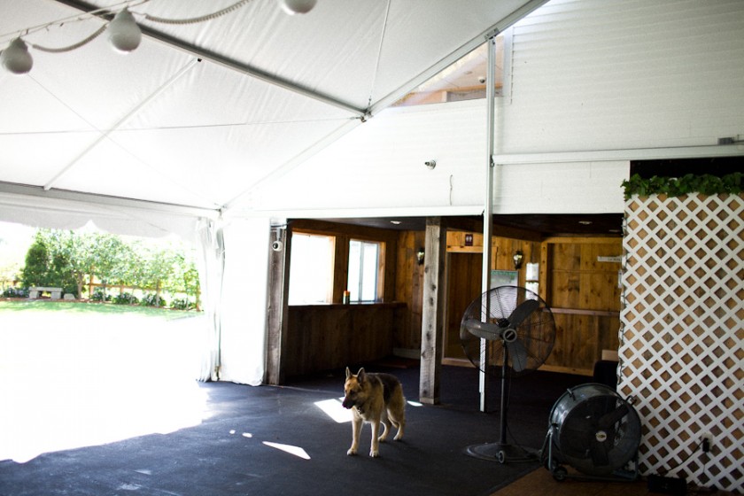 the vineyard's mascot