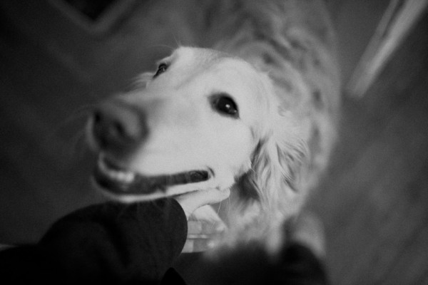 dogs love me.