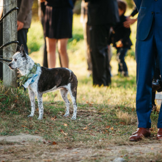 Puppy Love Wedding.